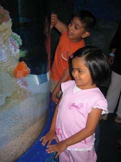 Admiring the fish