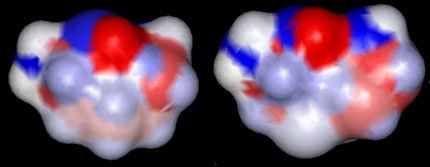 Comparison of surface charge distribution of L-lysine