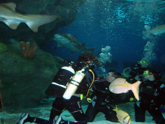 Hayley and Poppie swim with sharks