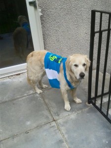 Even the family dog was keen to participate.