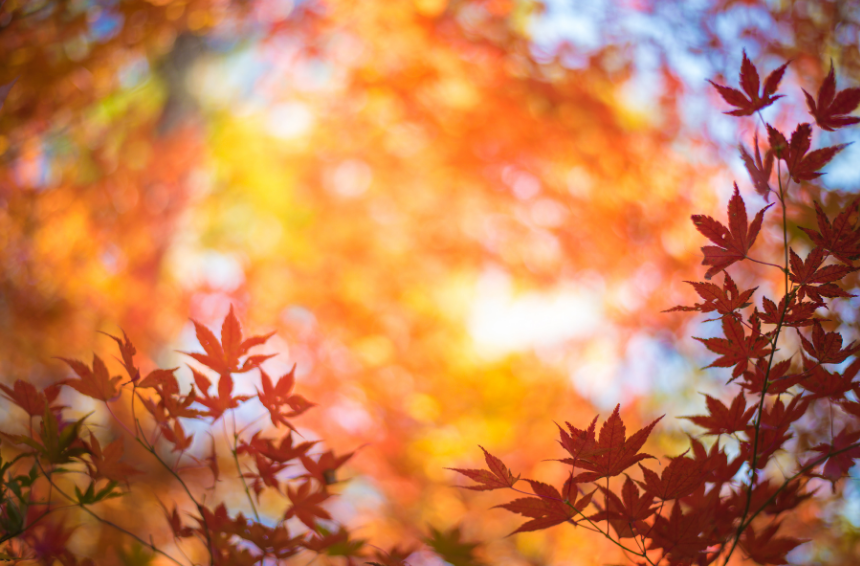 Newsletter – Autumn 2025